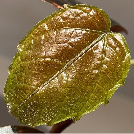 Pterisanthes sp.  from Sidikalang [R0817-01c]