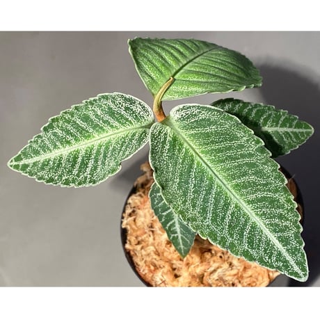 Ardisia sp. from Raub Pahang