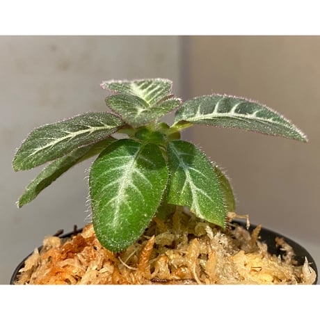 Codonoboea cf. pumilla from Riau sumatera [LA1119-02]