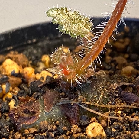 Begonia ningmingensis from Cao Bang