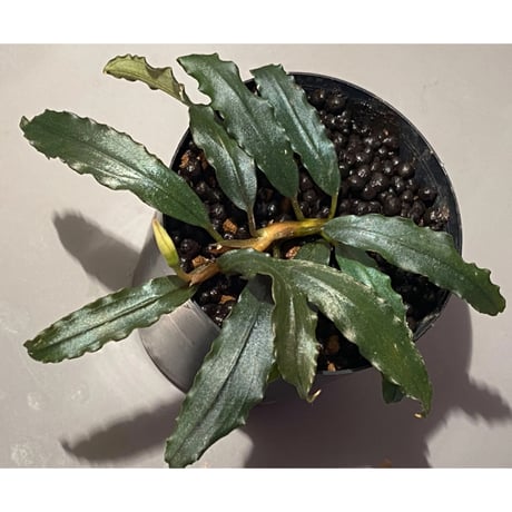 Bucephalandra sp. "Black Sword Kadri"