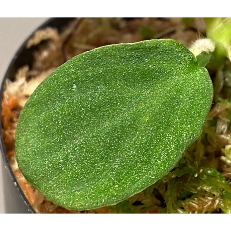 Homalomena humilis from Pahang Malaysia