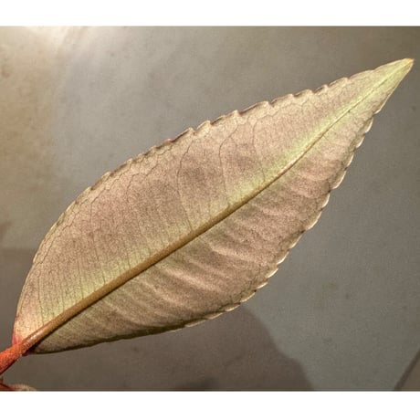 Labisia sp. from Sumatera barat [TB]