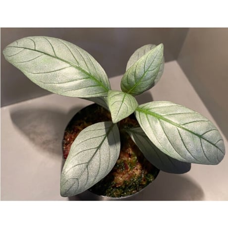 Acanthaceae gen. from Laos [LA]