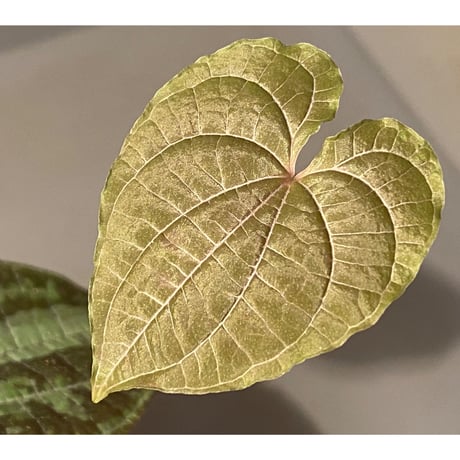 Dioscorea dodecaneura (discolor) from Ecuador