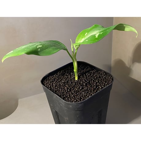 Aglaonema pictum A from Aceh sumatera [LA1115-03i]
