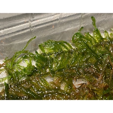 Moss from Myanmar