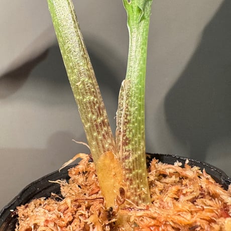 Kaempferia pulchra 'Variegata'