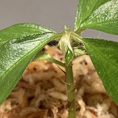 Elatostema sp. from Nopphitam [TK260915]