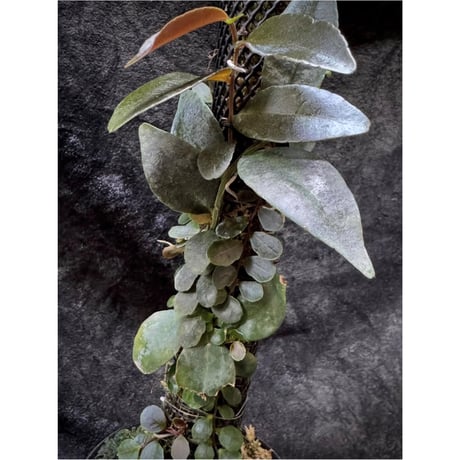 Marcgravia sp. "Azreal"