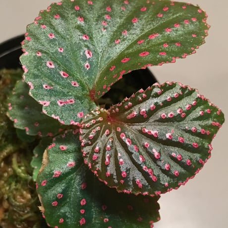Begonia sp. from Saripoi [LA0813-2]