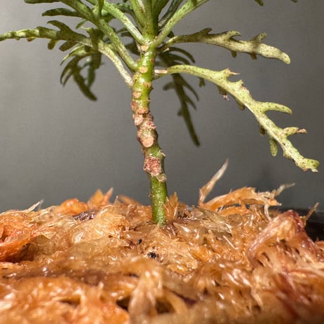 Ardisia sp. from Jambi sumatera