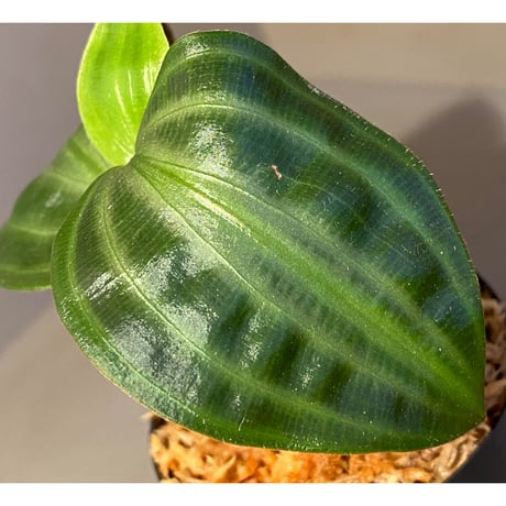 Geogenanthus undatus from Tarapoto Peru [tanakay]
