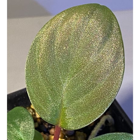 Homalomena sp. from West Kalimantan