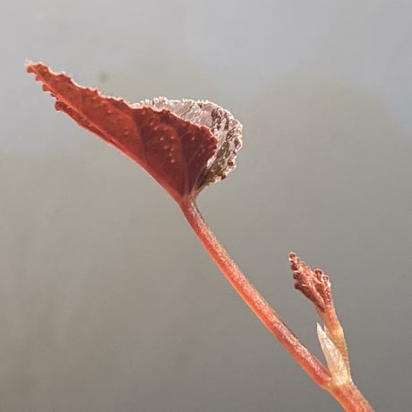 Begonia integrifolia from Satun Thailand