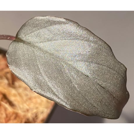 Homalomena sp. "Sapphire Velvet" from Kepulauan Riau [KN]