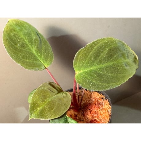 Homalomena sp. from Tawau [TK071116-1]