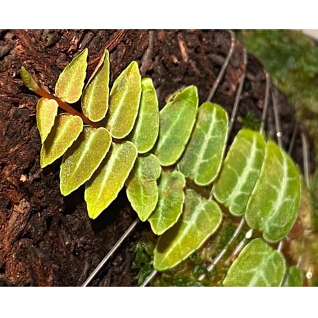 Marcgravia umbellata [Equaflor-A]