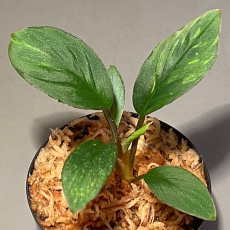 Homalomena sp. "Nanga pinoh" セミビロード Melawi Kal barat [TB]