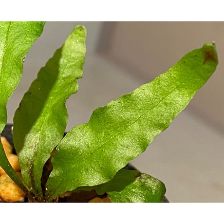 Microsorium sp. from Krabi Southern Thailand