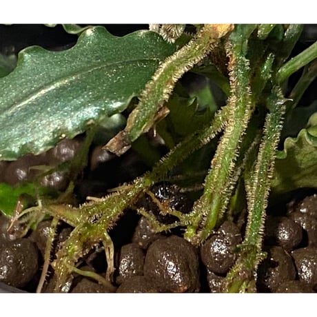 Bucephalandra sp. "Pakak 3" [MF0417-5A]