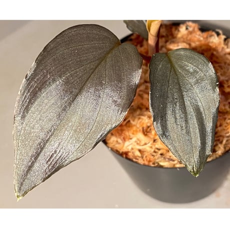 Homalomena sp."赤鉄鉱” from Kepulauan Riau [SGP import] KZT