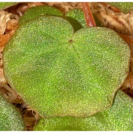 Begonia lichenora (sp.Mini) from Kalimantan Sarawak border [LA]