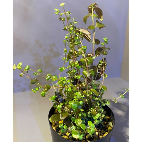Pilea imparifolia from Iquitos Peru [tanakay]
