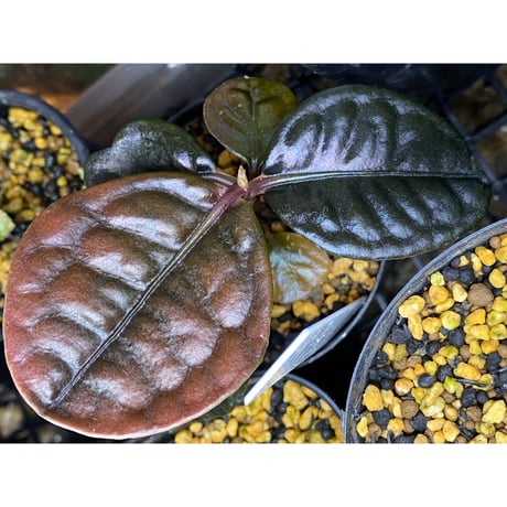 Ardisia sp. from Kayulapis [TB]