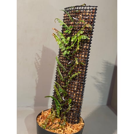 Teratophyllum aculeatum from Nanga pinoh [TB]