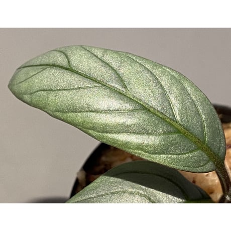 Acanthaceae gen. from Laos [LA]