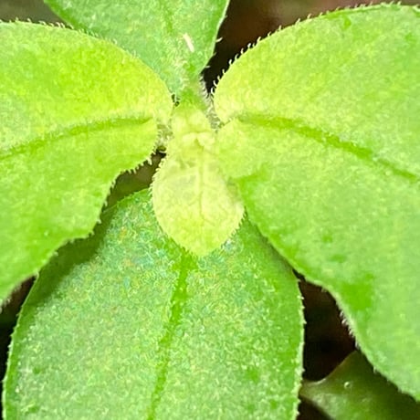 Elatostema sp. from Tasik Kenyir [TK080118-3]