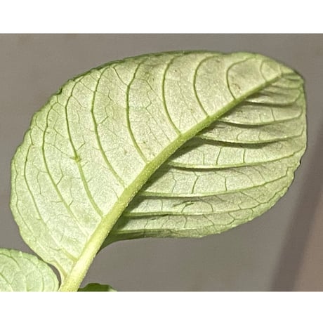 Ophiorrhiza? sp. "Kab. Sanggau" Kal barat [TB]