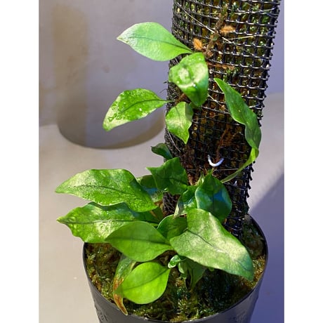 Microsorum sp. "Timika" Papua [TB]