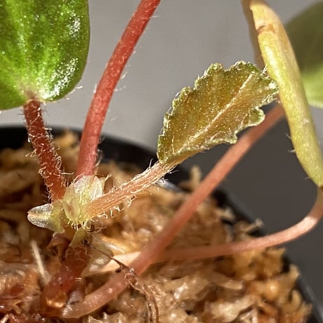 Begonia blancii