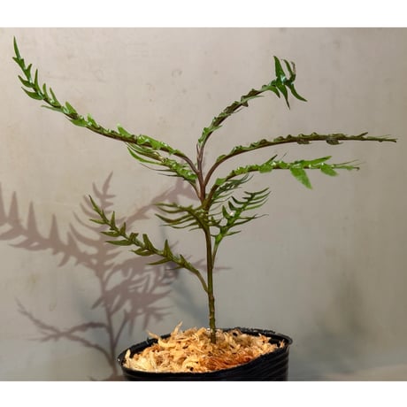 Labisia sp. from Central Papua ①