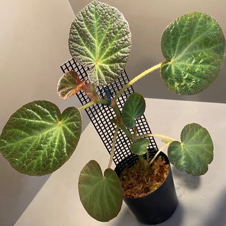 Begonia sp. from Manaus