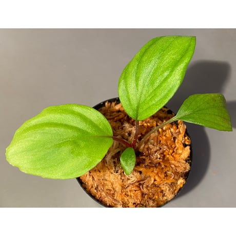 Homalomena sp. 赤A from Sepuluh Koto [TK061117-wf1] KZT