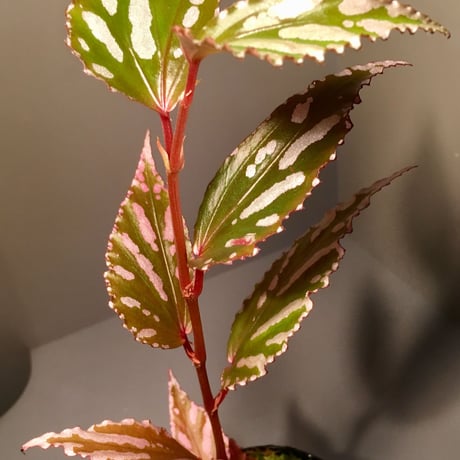 Begonia sp. Julau [R1214-01b]RIO