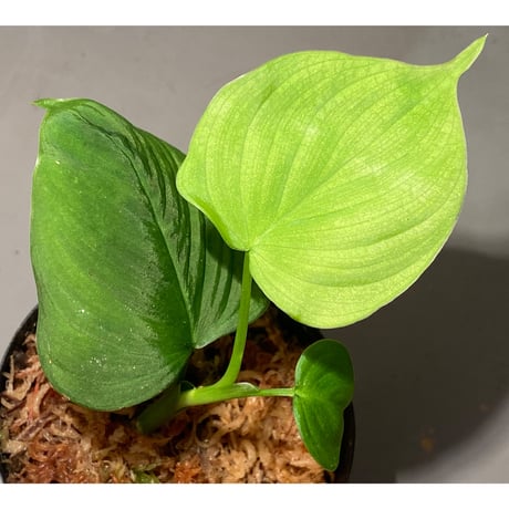 Philodendron fibraecataphyllum