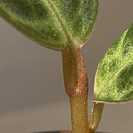 Ardisia sp. "Turtle Back" from Borneo