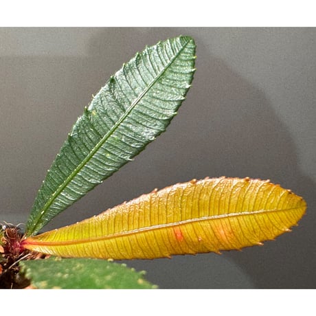 Sauvagesia serrata from West Kalimantan ③