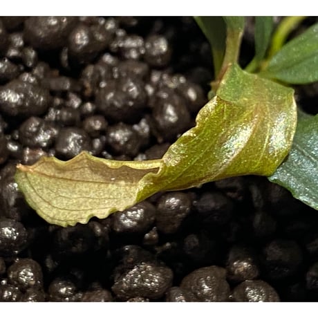 Bucephalandra sp. "Black Sword Kadri"