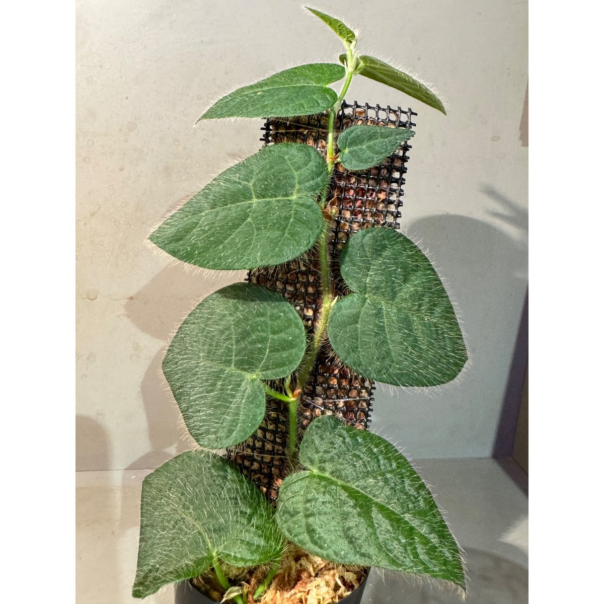 珍種Ficus sp. 'Sumatra'レアフィカスsp.スマトラ産　発根済❗️ 珍種Ficus sp. 'Sumatra'レアフィカスsp.スマトラ産 発根済❗️ 珍種
