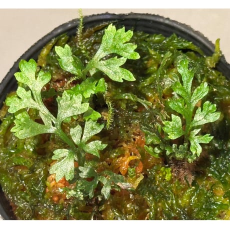 (3本植え) Trichomanes sp. from Iquitos Peru [tanakay]