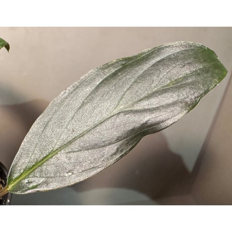 Homalomena sp. "濡烏" from Riau sumatera [LA0518-02]