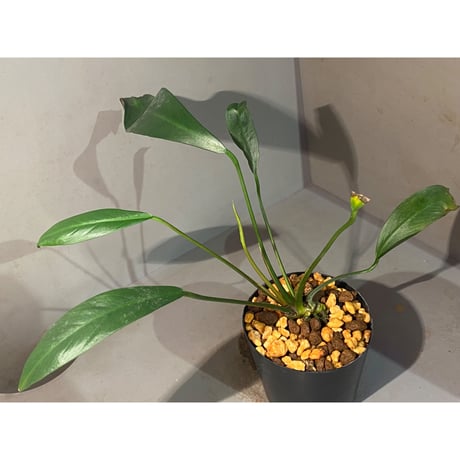 Anubias afzelii Eastern Province Sierra Leone