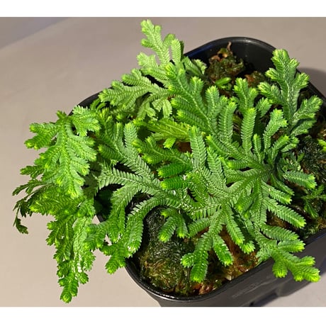 Selaginella biformis [STRINGE PLANTS]