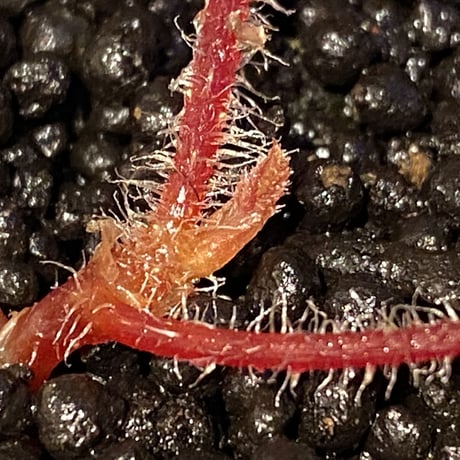 Begonia sp. from Cao Bang [YH050519] TK