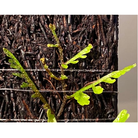 Teratophyllum aculeatum from Nanga pinoh [TB]